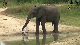 Big Elephant Herd At The Waterhole