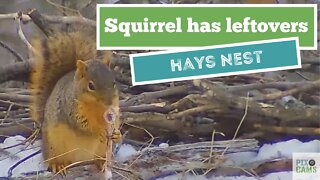 Hays Eagles Squirrel nest dinner bone spoiled by Dad 2022 01 27 14 03