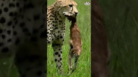 Cheetah Caught A Baby Gazelle | Saturday #shorts