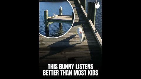 THIS BUNNY LISTENS BETTER THAN MOST PEOPLE KIDS