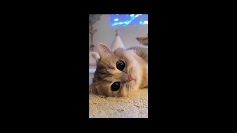 Funny animal cat video