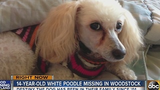 Blind dog missing in Howard County