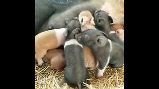 #piglets #homesteading #homestead #farmanimals #farm #farmlife #pigs