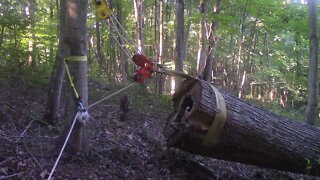 Pulling the big maple