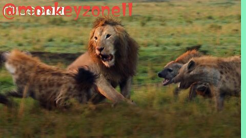 lion attack | Lion Trapped by Clan of Hyenas | Dynasties | monkey zone