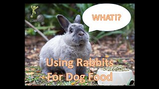 Using Rabbits As A Food Source For Your Dogs