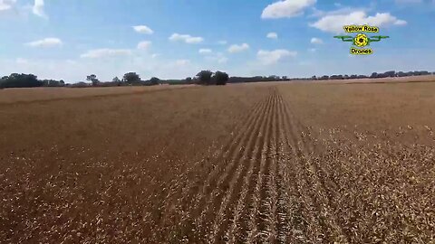 Flying the Avata Drone around a Cotton & Cornfield, almost ready to harvest
