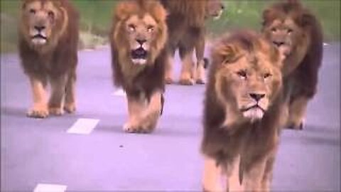 Scary video of Lions walking towards car!