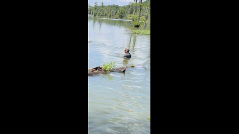 Fighting 1800’s cypress logs out of the swamp