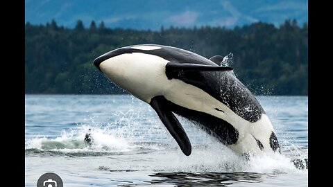 Orca's Playdate: Killer Whale Swims and Plays with Boat!