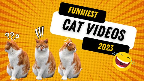 Best Funny Cats & Kittens 2023