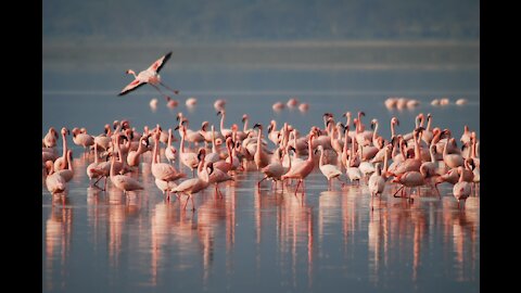 Flamingo bird bath For mating flamingo chicks exhibit adorable happy dance