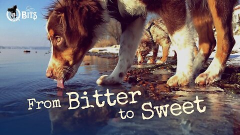 #739 // FROM BITTER TO SWEET - LIVE