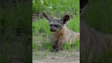 Why Do Bat-eared Foxes Have Such Enormous Ears?🤔#shorts #safari #travel