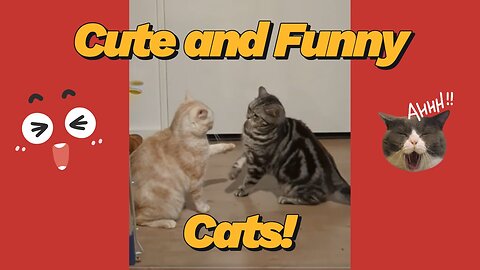 Cute and Funny Cats 02