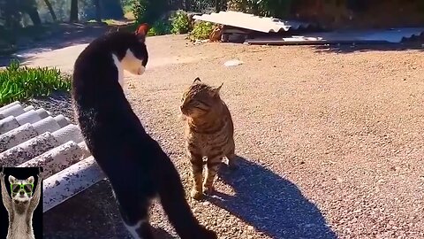 New Funny Animals Video 2023 - Funniest Cats and Dogs Videos - New Funny Video Of Cat