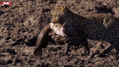 Leopard Learns How to Catch a Fish _ @animalplanet12(1080P_HD).mp4