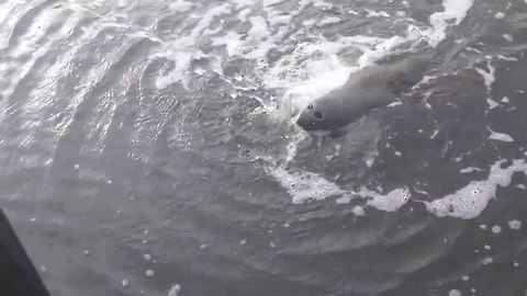 Manatee Turns Over And Enjoys A Belly Scratch From Hose