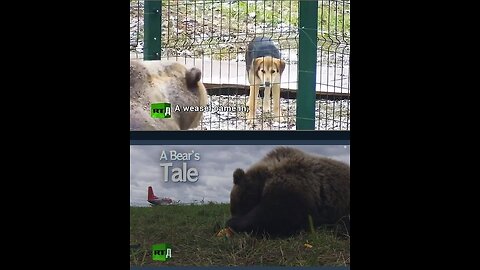 ▶️A Bear’s Tale - Russians love their Bears and the Bears love their Russians