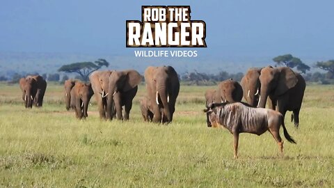 Amboseli Elephant Herd Approach the Road | Zebra Plains Safari