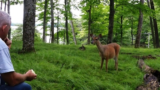 Wild Deer Comes Running From The Forest At The Sound Of Apple Crunching