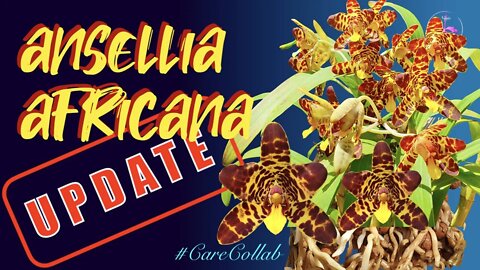 Ansellia africana UPDATE | Full root clean up | Repot | Detailed Information Overload #carecollab