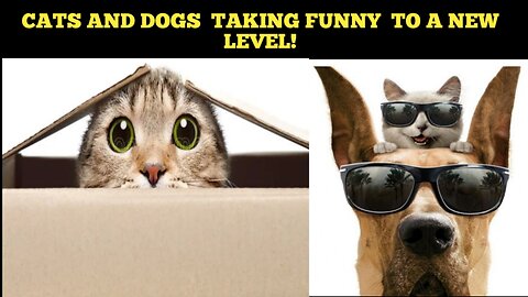 Pawsome Laughter Riot: Cats and Dogs Taking Funny to a New Level!"