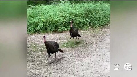 Have you seen any turkeys in your neck of the woods? Michigan DNR wants to know