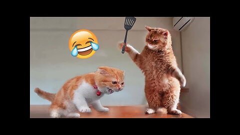 Funny animals - Cats | Dogs - Try not to laugh #7