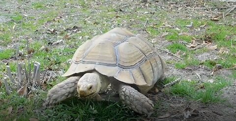 Myrtle Beach water turtles and a large tortoise