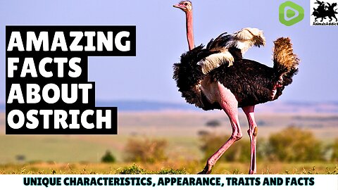Amazing Facts About Ostrich | Ostrich Facts | Ostrich Amazing Facts | Ostrich Bird Facts |