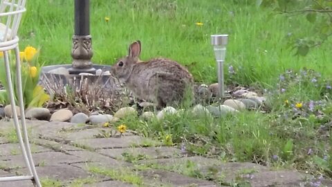 Rabbit in the Yard