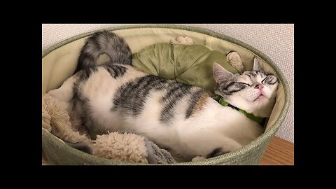 😂 Funniest Cats and Dogs Videos 😺🐶 || 🥰😹 Hilarious Animal Compilation №61