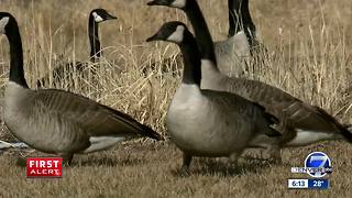 For Denver metro parks, a new solution to deal with messy geese