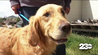 Sheriff's office uses drone to find lost dog in Colorado