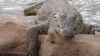 Ethiopian Crocodiles