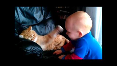 Cat and Dog funny videos