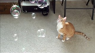 Catnip Bubbles!