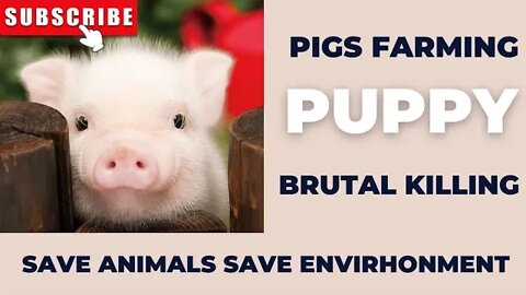 Pig Farm Exposed | Animal Equality Undercover Investigation For Brutal Killing.