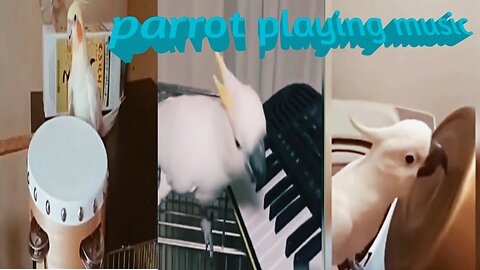 Parrot play such music/ Cute parrot.