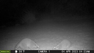 Back Yard Wildlife - Raccoons - 24 March 2023 - 04 April 2023