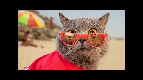 World's First Cat Lifeguard