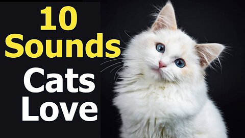 10 Sounds Cats Love To Hear The Most