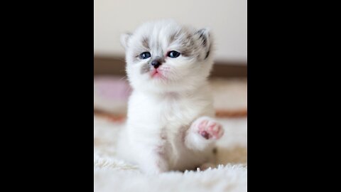 cute kitten videos