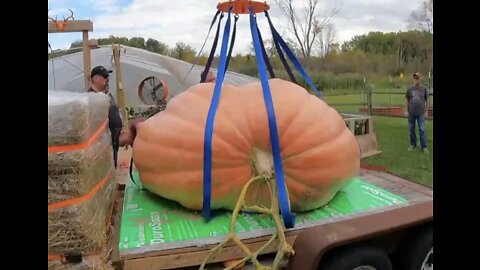 Giant pumpkin in Waterford finally picked, on track to break Michigan record