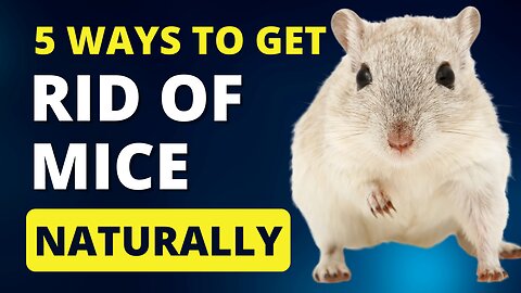 5 Ways To Get Rid of Mice in Winter