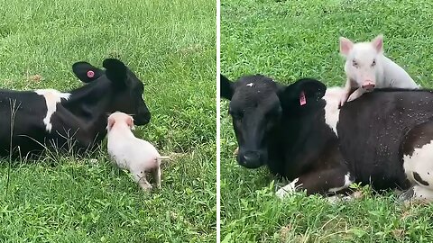 Pig and calf besties reunite after being apart