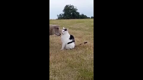 Funny cats and dogs😹😆😃🤣😘😂