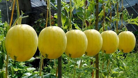 Secrets To Growing Yellow Watermelons, Tips for Big, Sweet And Juicy Fruits