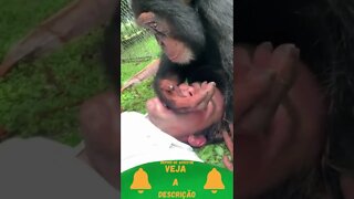 Chimpanzé fazendo Carinho no Humano #shorts